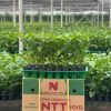 Giống Chanh Dây NTT GOLD
