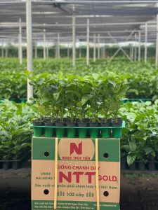 Giống Chanh Dây NTT GOLD