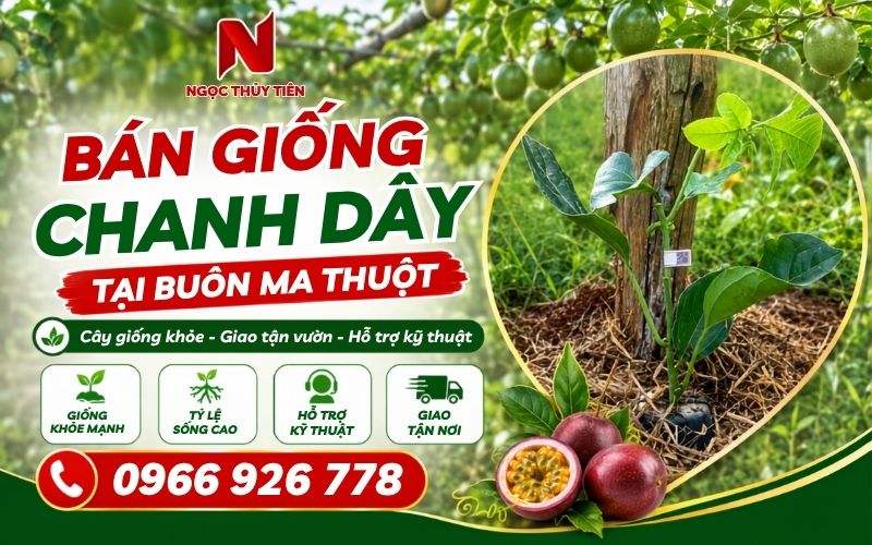 Bán giống chanh dây tại Buôn Ma Thuột – Cây giống khỏe, giao tận vườn, hỗ trợ kỹ thuật