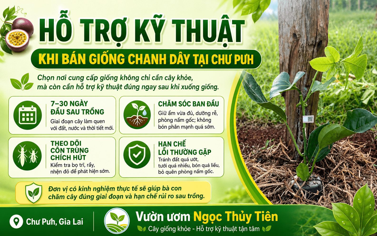 Bán giống chanh dây tại Chư Pưh cho bà con trồng mới và mở rộng diện tích