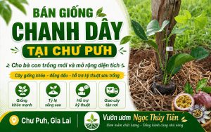 Bán giống chanh dây tại Chư Pưh cho bà con trồng mới và mở rộng diện tích