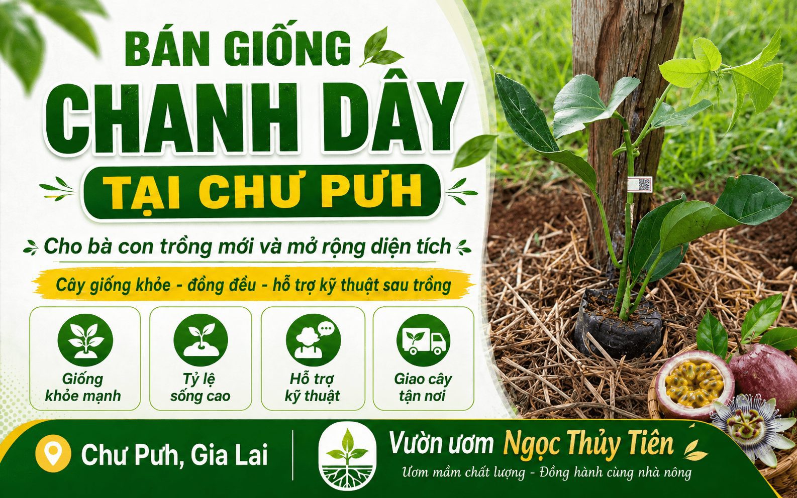 Bán giống chanh dây tại Chư Pưh cho bà con trồng mới và mở rộng diện tích