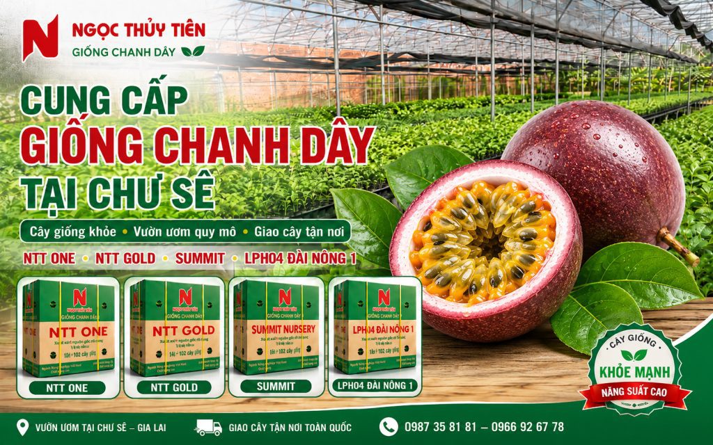 Bán Giống Chanh Dây Tại Chư Sê – Cây Giống Khỏe, Giao Tận Vườn, Hỗ Trợ Kỹ Thuật