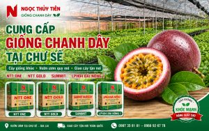 Bán Giống Chanh Dây Tại Chư Sê – Cây Giống Khỏe, Giao Tận Vườn, Hỗ Trợ Kỹ Thuật