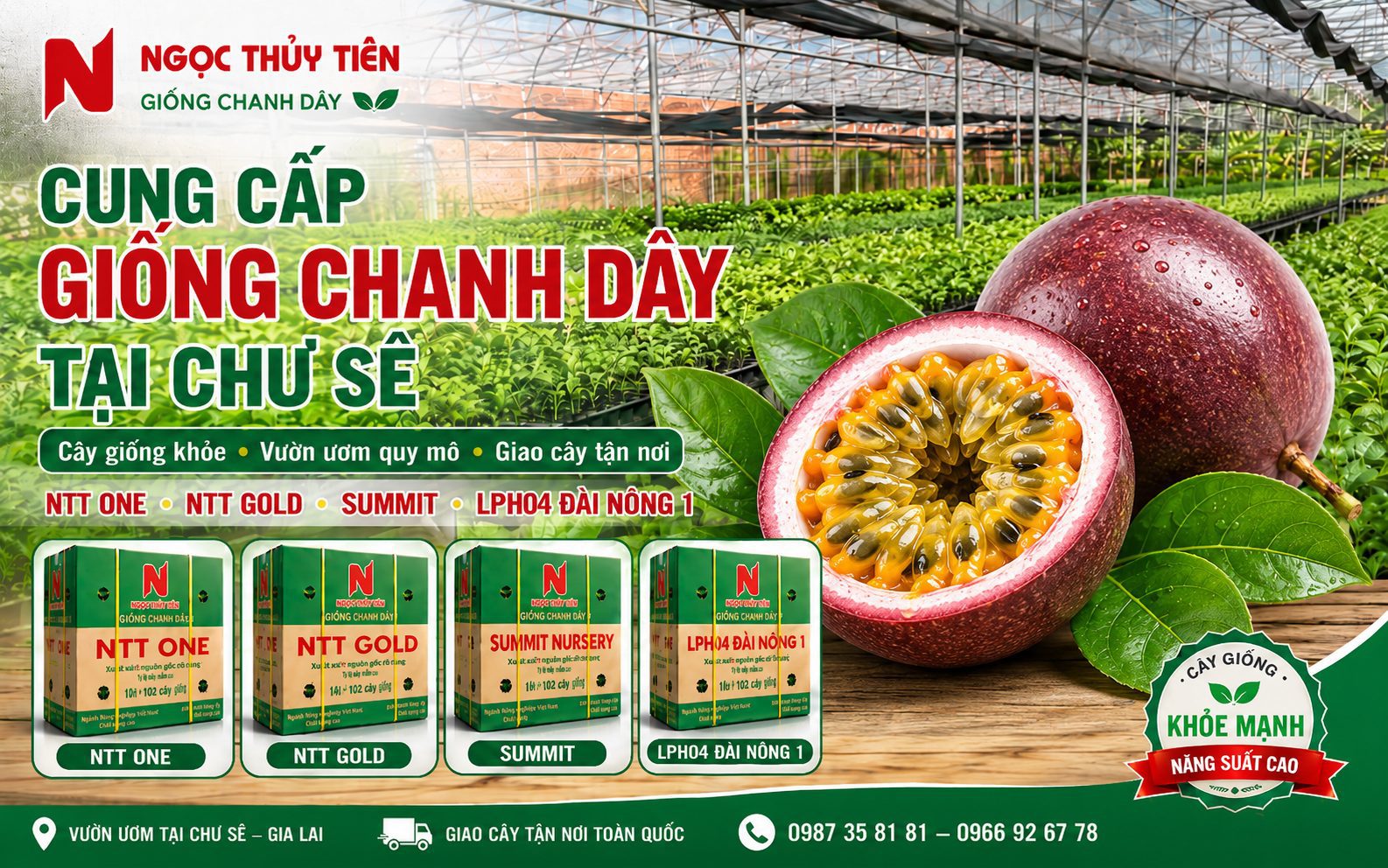 Bán giống chanh dây tại Chư Sê với cây giống khỏe, rễ mạnh, lá xanh tốt