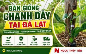 Bán giống chanh dây tại Đà Lạt cho bà con trồng mới và mở rộng diện tích