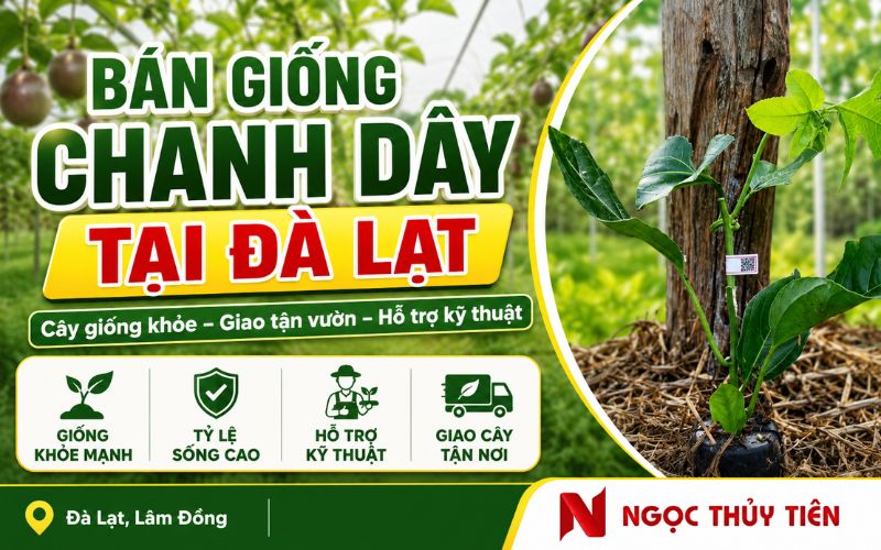 Bán giống chanh dây tại Đà Lạt cho bà con trồng mới và mở rộng diện tích