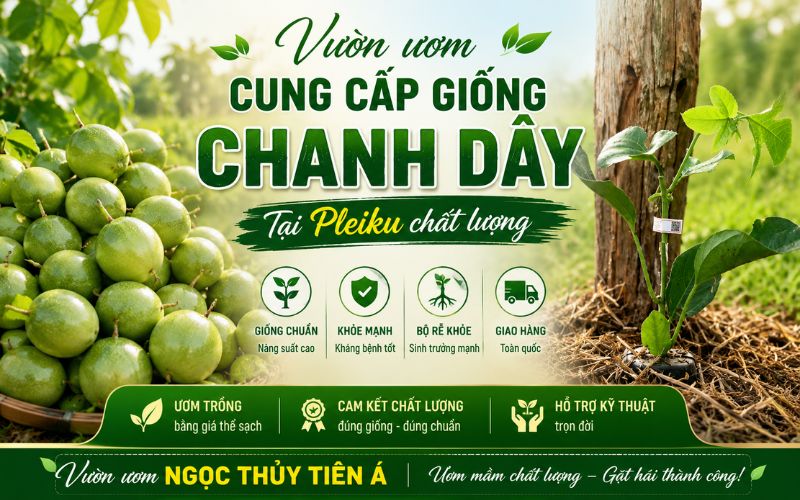 ban giong chanh day tai pleiku 1