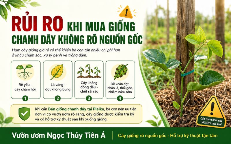 Rủi ro khi mua giống chanh dây không rõ nguồn gốc tại Pleiku