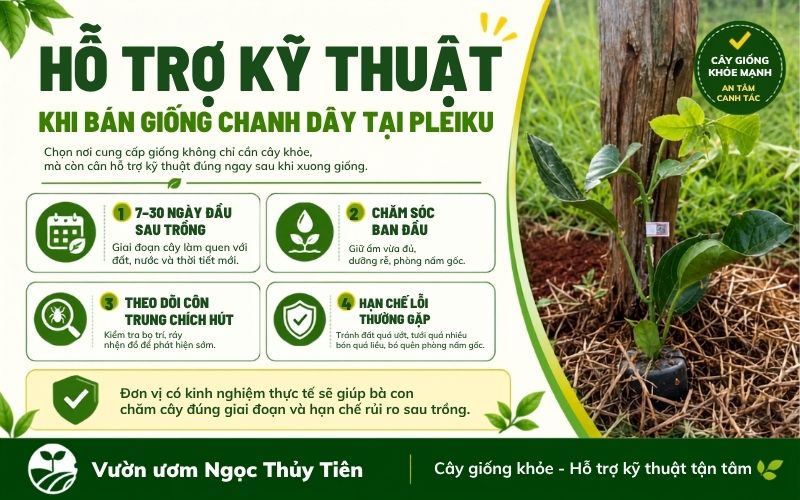 Bán Giống Chanh Dây Tại Pleiku – Cây Giống Khỏe, Giao Tận Vườn, Hỗ Trợ Kỹ Thuật