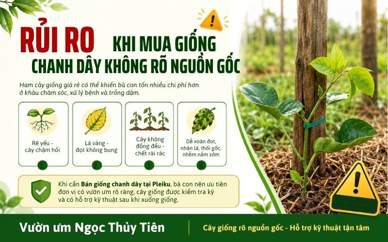 Bán Giống Chanh Dây Tại Pleiku – Cây Giống Khỏe, Giao Tận Vườn, Hỗ Trợ Kỹ Thuật