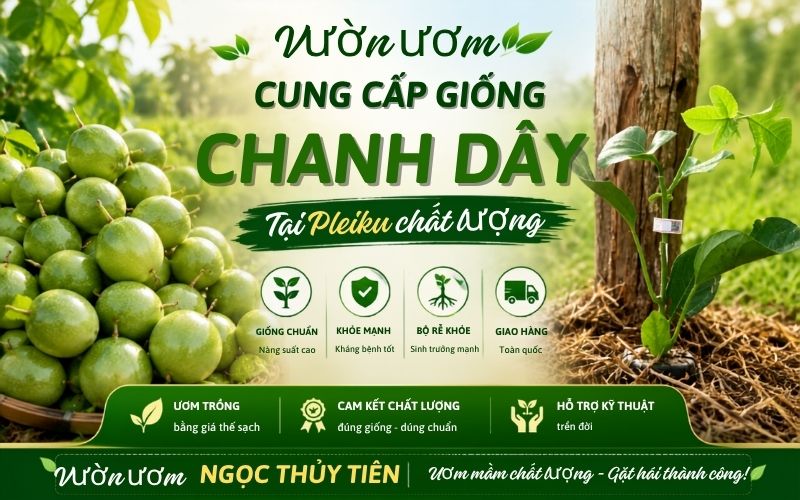 Bán Giống Chanh Dây Tại Pleiku – Cây Giống Khỏe, Giao Tận Vườn, Hỗ Trợ Kỹ Thuật
