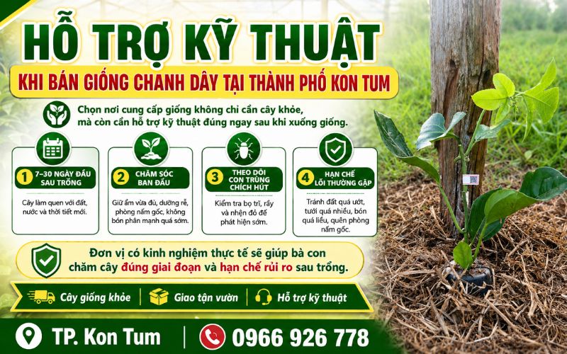 Bán giống chanh dây tại thành phố Kon Tum – Cây giống khỏe, giao tận vườn, hỗ trợ kỹ thuật