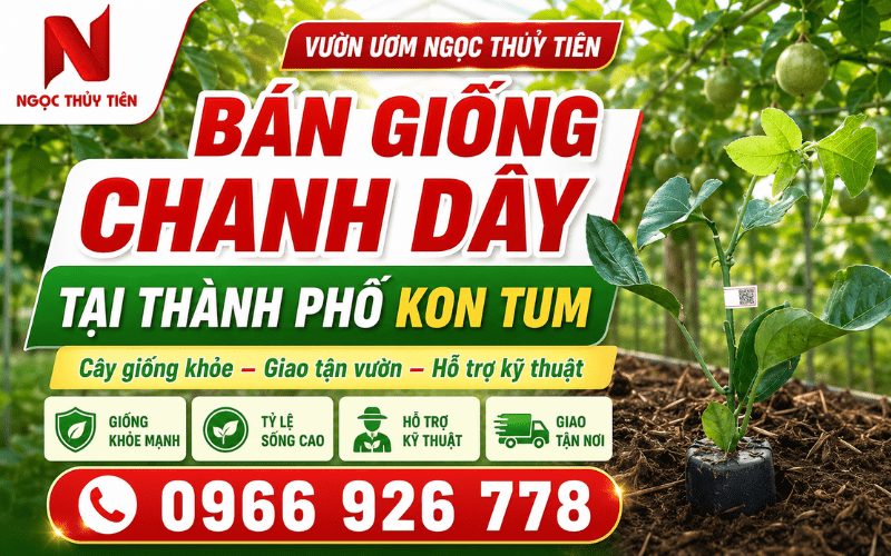 Bán giống chanh dây tại thành phố Kon Tum – Cây giống khỏe, giao tận vườn, hỗ trợ kỹ thuật