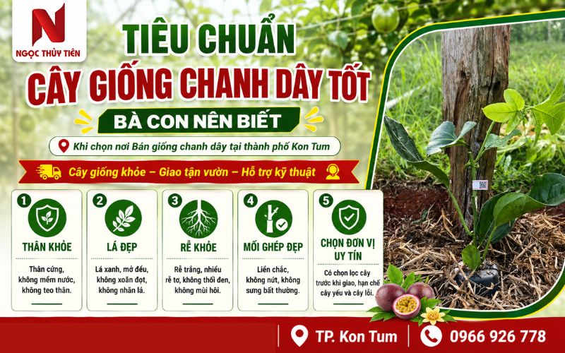 Bán giống chanh dây tại thành phố Kon Tum – Cây giống khỏe, giao tận vườn, hỗ trợ kỹ thuật