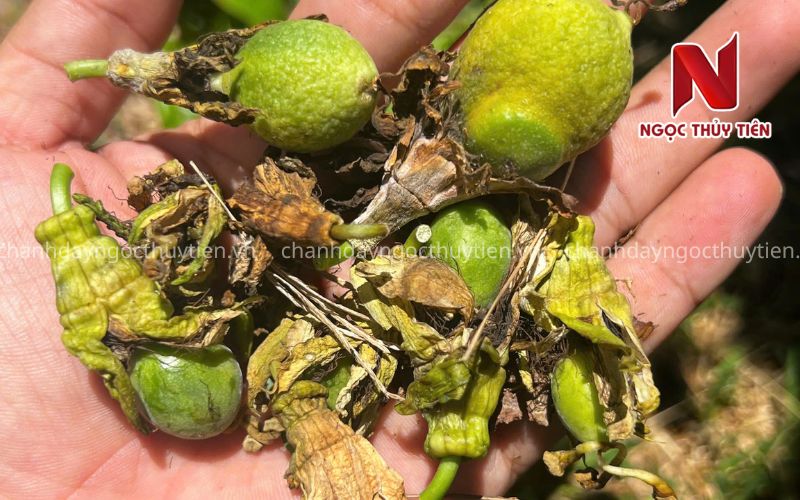 Bọ Trĩ Hại Chanh Dây: Dấu Hiệu Nhận Biết, Nguyên Nhân Và Cách Phòng Trị Hiệu Quả