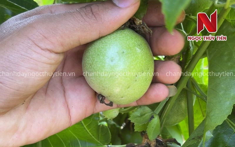 Bọ Trĩ Hại Chanh Dây: Dấu Hiệu Nhận Biết, Nguyên Nhân Và Cách Phòng Trị Hiệu Quả