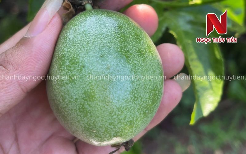 Bọ Trĩ Hại Chanh Dây: Dấu Hiệu Nhận Biết, Nguyên Nhân Và Cách Phòng Trị Hiệu Quả