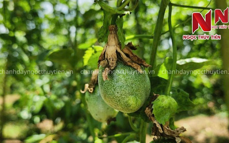 Bọ Trĩ Hại Chanh Dây: Dấu Hiệu Nhận Biết, Nguyên Nhân Và Cách Phòng Trị Hiệu Quả