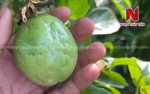 Bọ Trĩ Hại Chanh Dây: Dấu Hiệu Nhận Biết, Nguyên Nhân Và Cách Phòng Trị Hiệu Quả