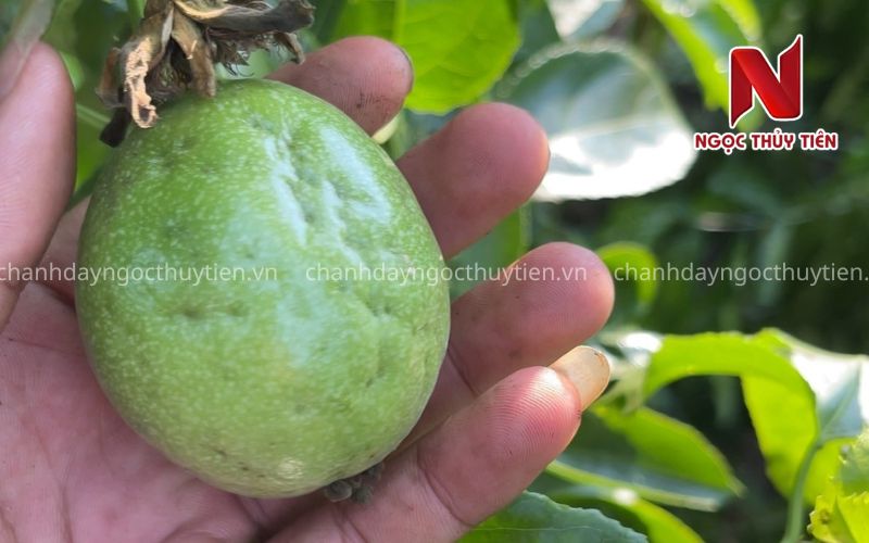 Bọ Trĩ Hại Chanh Dây: Dấu Hiệu Nhận Biết, Nguyên Nhân Và Cách Phòng Trị Hiệu Quả