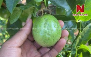 Bọ Trĩ Trên Cây Chanh Dây: Dấu Hiệu Nhận Biết, Tác Hại Và Cách Phòng Trị Hiệu Quả