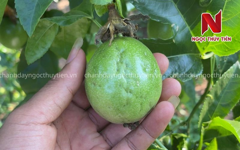 Bọ Trĩ Trên Cây Chanh Dây: Dấu Hiệu Nhận Biết, Tác Hại Và Cách Phòng Trị Hiệu Quả