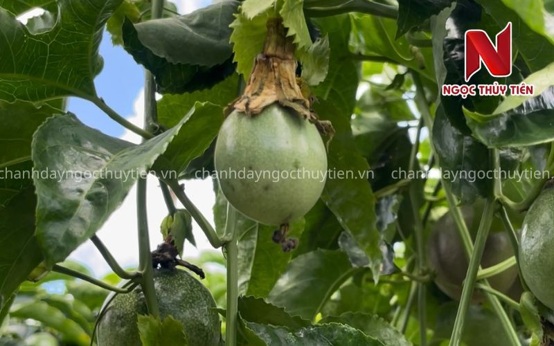 Bọ Trĩ Trên Cây Chanh Dây: Dấu Hiệu Nhận Biết, Tác Hại Và Cách Phòng Trị Hiệu Quả