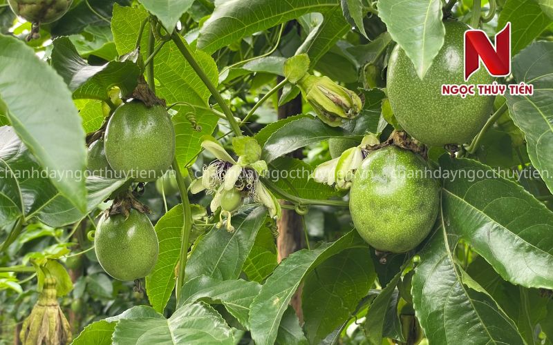 Bọ Trĩ Trên Cây Chanh Dây: Dấu Hiệu Nhận Biết, Tác Hại Và Cách Phòng Trị Hiệu Quả