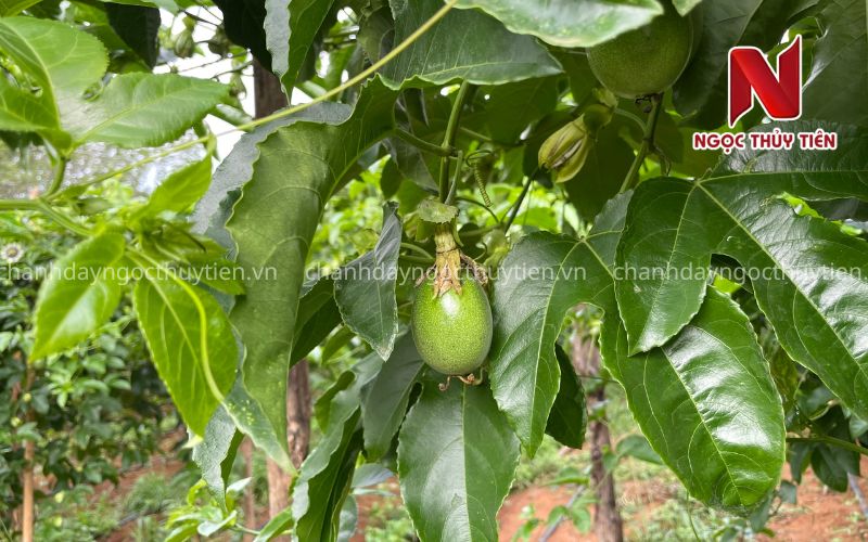 Bọ Trĩ Trên Cây Chanh Dây: Dấu Hiệu Nhận Biết, Tác Hại Và Cách Phòng Trị Hiệu Quả