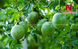 Bón Phân Chanh Dây Đúng Cách Từ Lúc Trồng Đến Thu Hoạch Giúp Tăng Năng Suất, Hạn Chế Sâu Bệnh