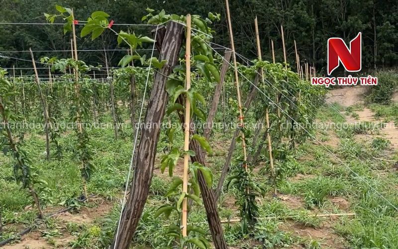 Cách Làm Giàn Chanh Dây Đúng Kỹ Thuật Từ A-Z Giúp Tăng Năng Suất Và Hạn Chế Sâu Bệnh