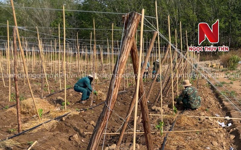 Cách Làm Giàn Chanh Dây Đúng Kỹ Thuật Từ A-Z Giúp Tăng Năng Suất Và Hạn Chế Sâu Bệnh