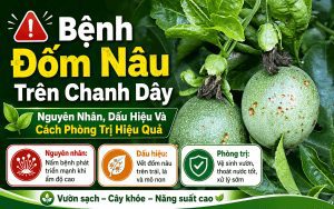 Bệnh đốm nâu trên chanh dây
