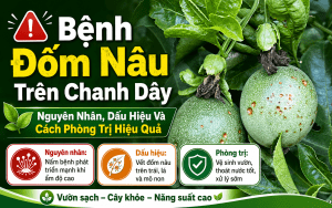 Bệnh đốm nâu trên chanh dây