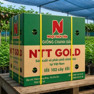 Giống Chanh Dây NTT GOLD