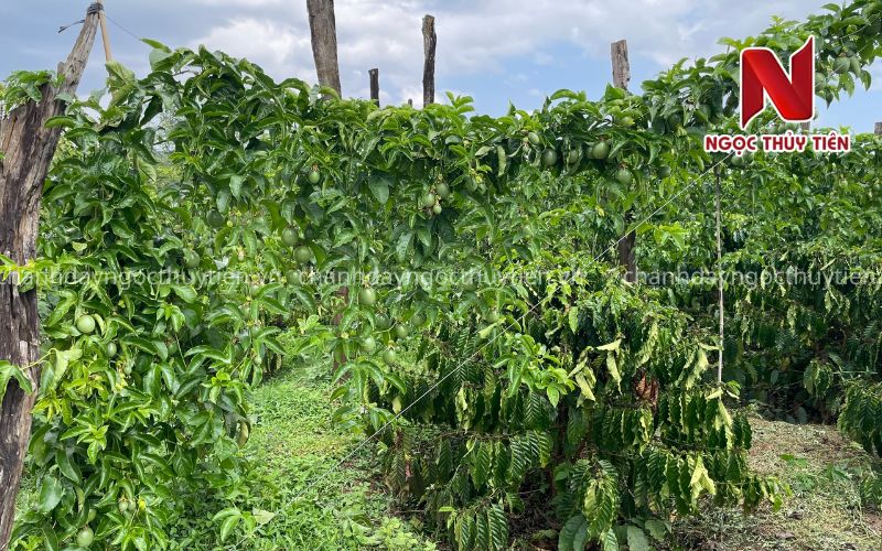 Chanh Dây Có Mấy Loại? Chanh Dây Tím Hay Chanh Dây Vàng Cho Năng Suất Và Hiệu Quả Kinh Tế Cao Hơn?