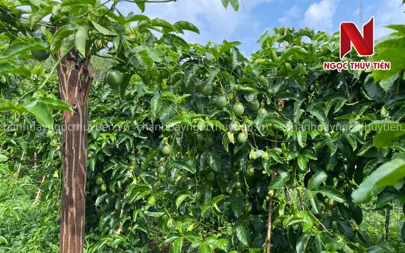 Chanh Dây Có Mấy Loại? Chanh Dây Tím Hay Chanh Dây Vàng Cho Năng Suất Và Hiệu Quả Kinh Tế Cao Hơn?
