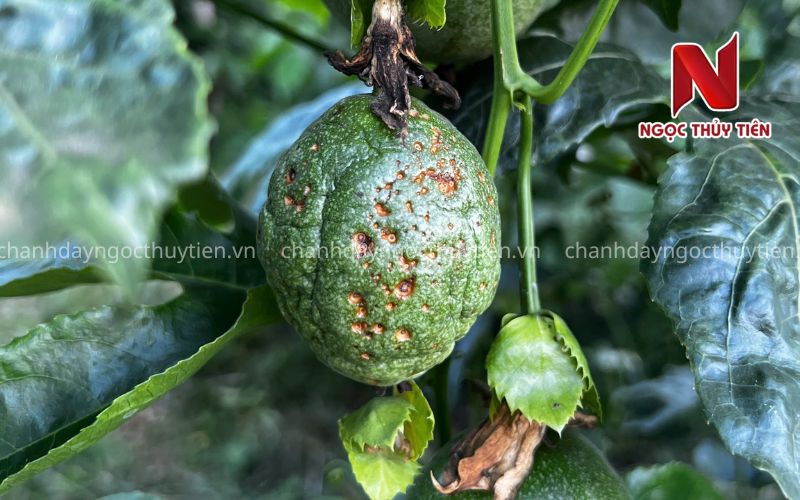 Phòng bệnh đốm nâu trên chanh dây trong mùa mưa