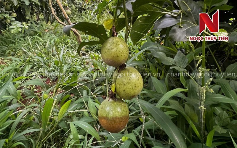 Vết loang dầu xuất hiện trên lá chanh dây