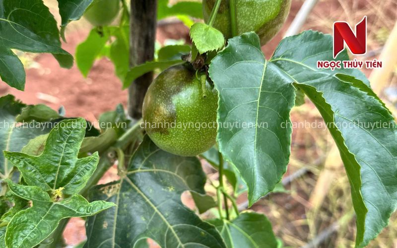 Nguyên nhân gây bệnh loang dầu bã trầu trên chanh dây trên chanh dây