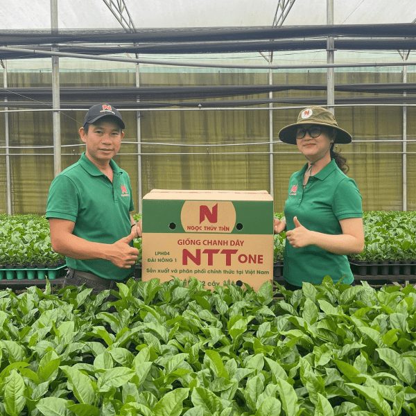 Giống Chanh Dây NTT ONE