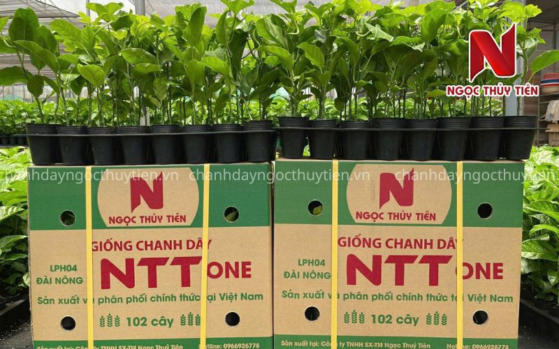 giống chanh dây ntt one