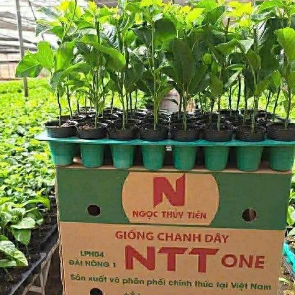 Giống Chanh Dây NTT ONE