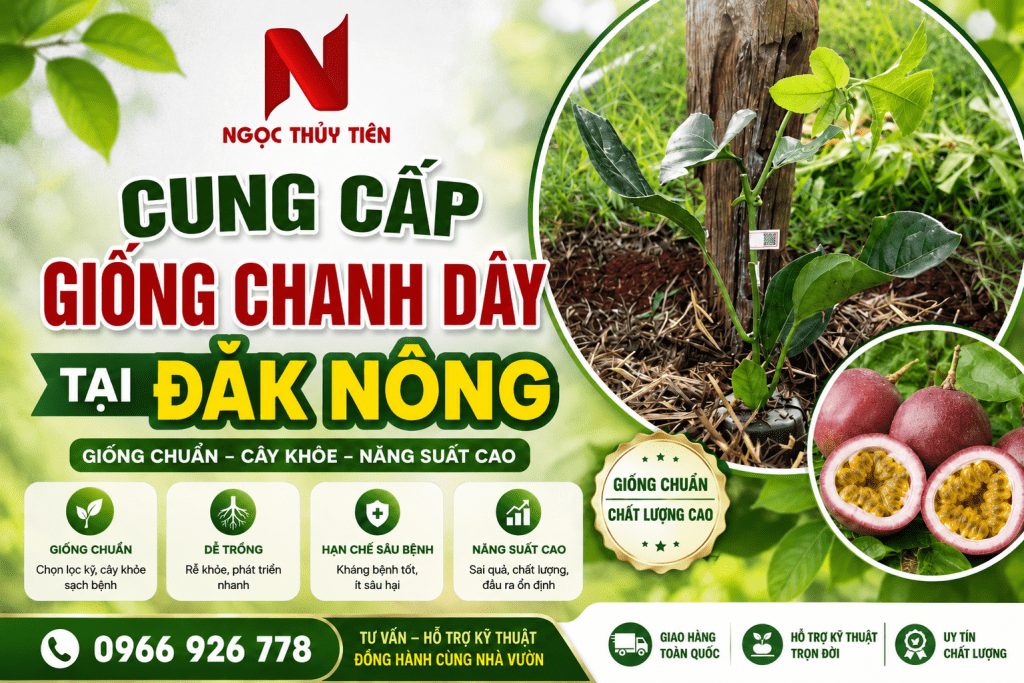 giong chanh day tai dak nong
