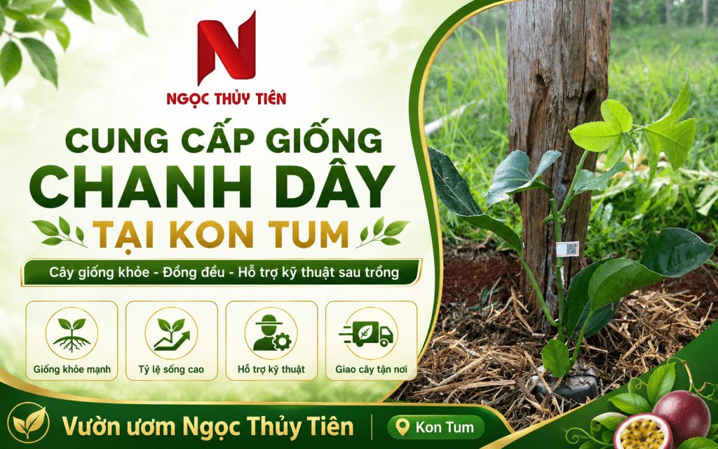 giong chanh day tai kon tum