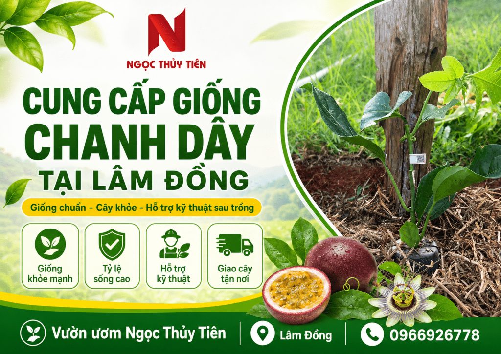 CUNG CẤP GIỐNG CHANH DÂY TẠI LÂM ĐỒNG – CÂY KHỎE, PHÙ HỢP KHÍ HẬU TÂY NGUYÊN
