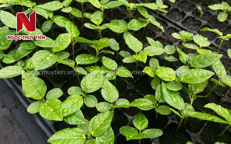 Giống Chanh Leo Chất Lượng Cao – Cây Giống Khỏe, Năng Suất Cao, Kháng Bệnh Tốt