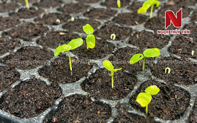 Giống Chanh Leo Chất Lượng Cao – Cây Giống Khỏe, Năng Suất Cao, Kháng Bệnh Tốt