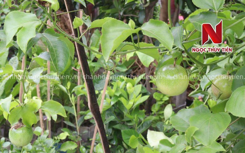 Khoảng Cách Trồng Chanh Dây Bao Nhiêu Là Hợp Lý? Hướng Dẫn Chi Tiết Theo Từng Mô Hình Trồng